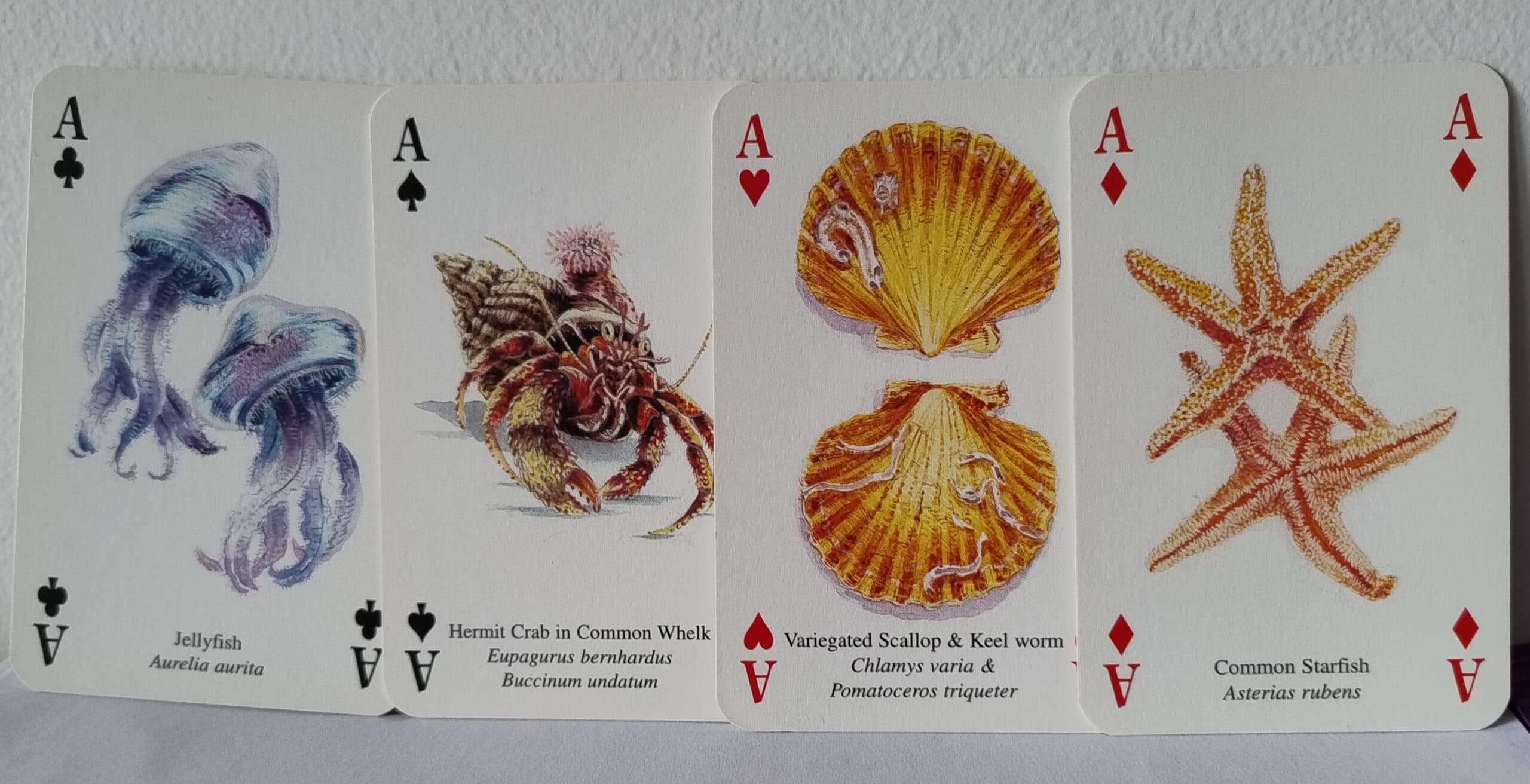 IMG_20251017_165556785_MP